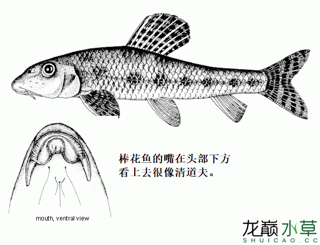 济南观赏鱼市场虽然都是国产原生鱼但棒花鮈真的不是棒花鱼 观赏鱼市场（混养鱼） 第4张
