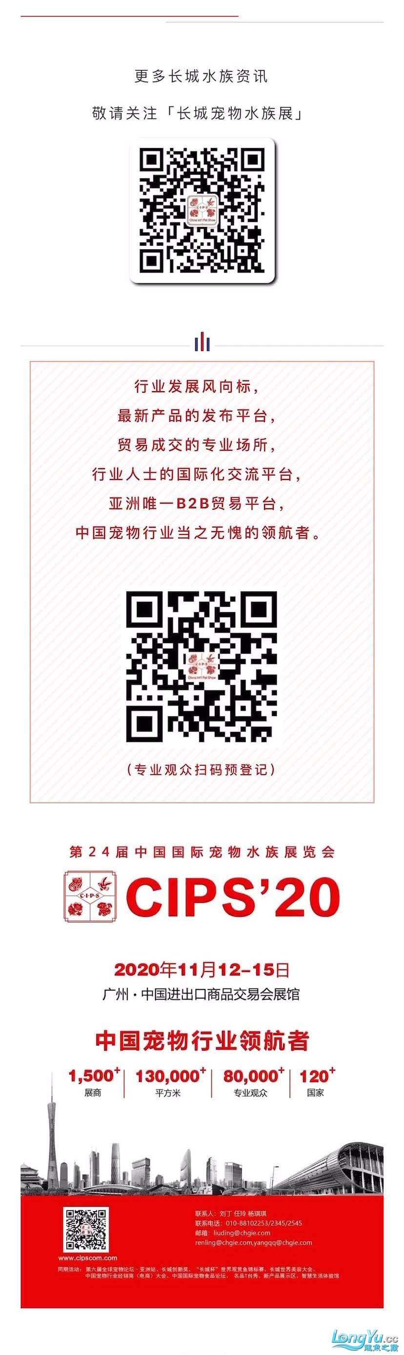 本溪观赏鱼市场深耕行业24年全球水族行业的重要贸易平台—CIPS长城水族 观赏鱼市场（混养鱼） 第5张