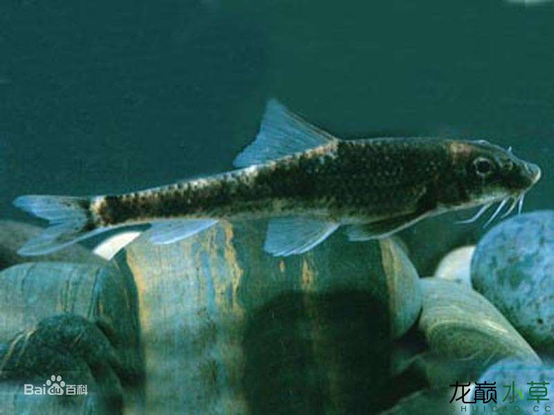 哈尔滨水族馆不是泥鳅也不是蛇它的名字叫鳅鮀 月光鸭嘴鱼 第3张