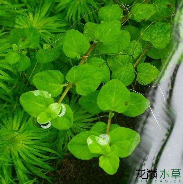 衡阳水族馆香喷喷的药用水草心叶水薄荷 水草 第2张