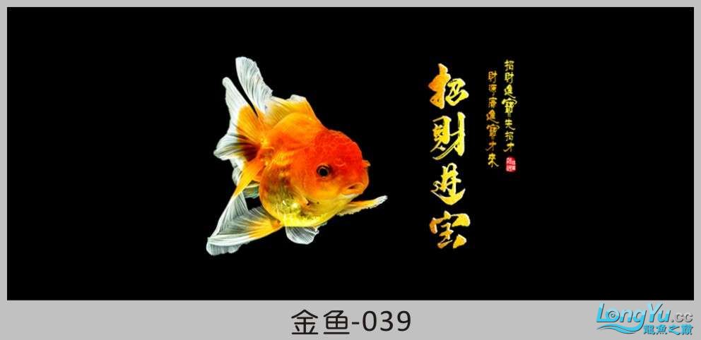 一组漂亮的金鱼背景贴纸欣赏 其他益生菌 第39张