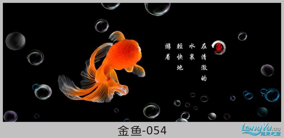 一組漂亮的金魚背景貼紙欣賞 其他益生菌 第54張