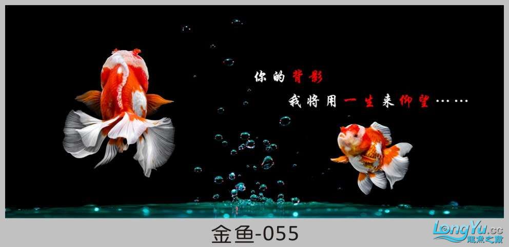 一組漂亮的金魚背景貼紙欣賞 其他益生菌 第55張