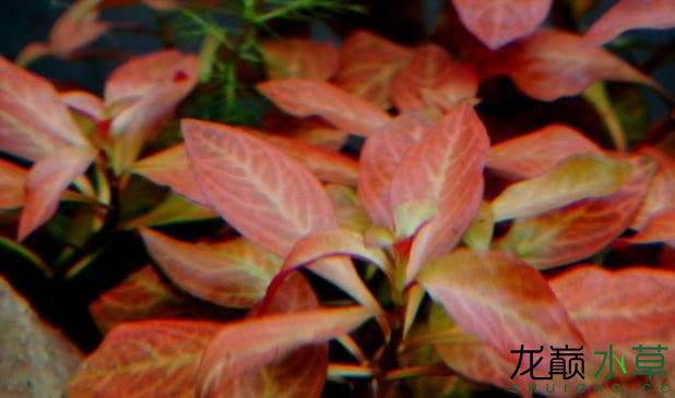 难得一见的水草改良品种"豹纹尖叶叶底红"