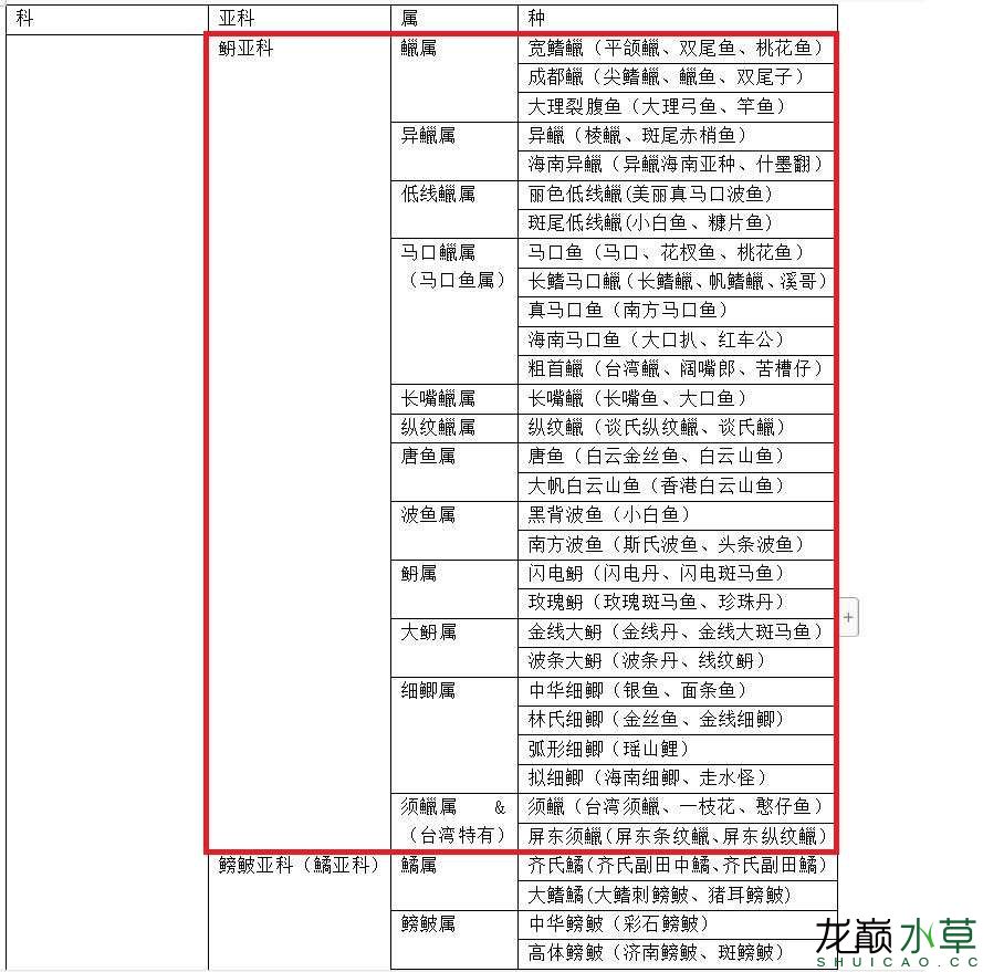 中國大陸鯉科魚之?亞科篇傳統(tǒng)分類法