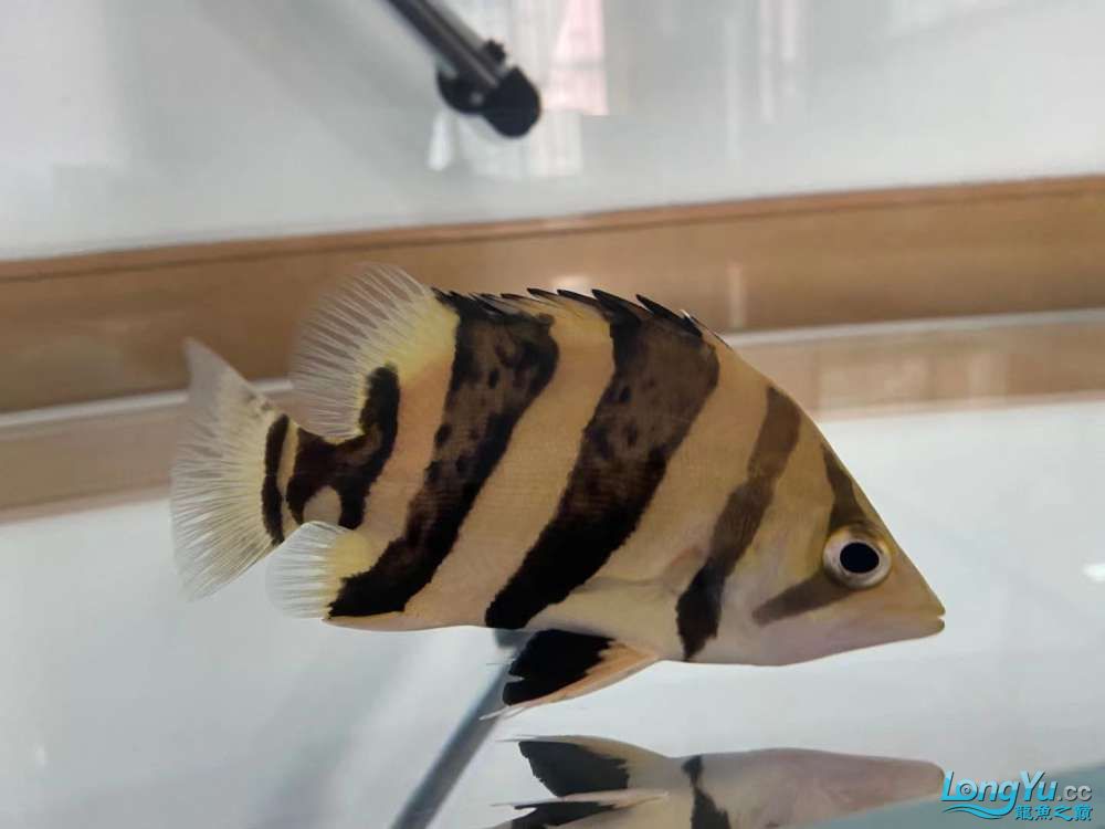 新入小泰虎 泰國虎魚 第3張