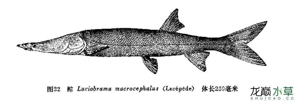 国产大型原生鱼鯮鱼马头鲸尖头鳡