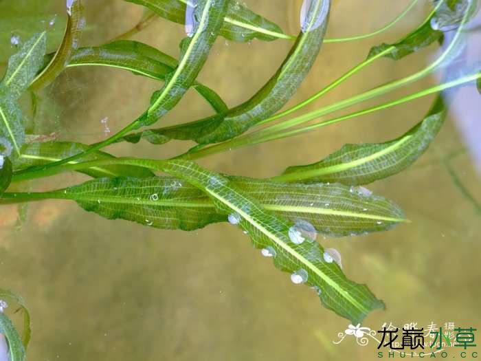 马来眼子菜竹叶眼子菜