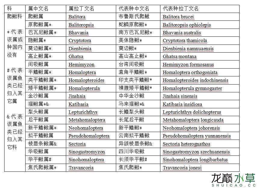 贺州水族馆:爬鳅科平鳍鳅科类平鳍鳅属鱼类汇总 黄金眼镜蛇雷龙鱼 第1张