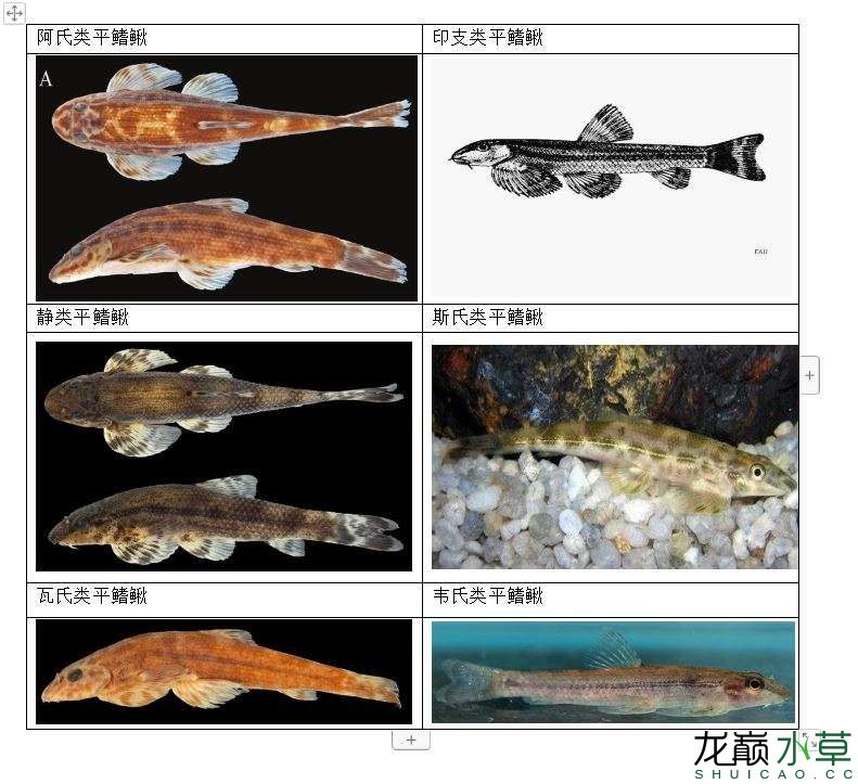 贺州水族馆:爬鳅科平鳍鳅科类平鳍鳅属鱼类汇总 黄金眼镜蛇雷龙鱼 第4张