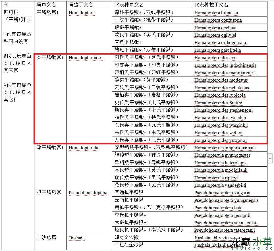 贺州水族馆:爬鳅科平鳍鳅科类平鳍鳅属鱼类汇总 黄金眼镜蛇雷龙鱼 第3张