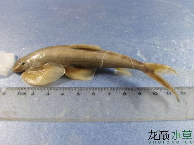中国特有物种"短身金沙鳅"