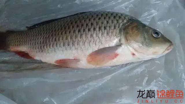 寒露和霜降前后水產(chǎn)養(yǎng)殖病害預測 龍魚疾病與治療