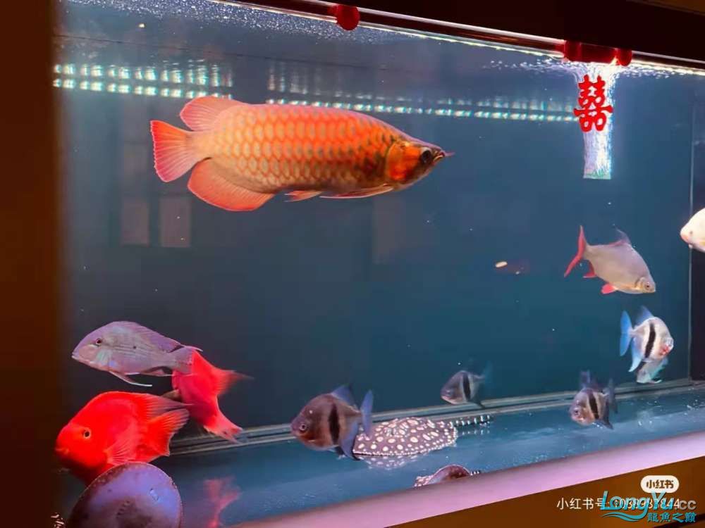 揚(yáng)州觀賞魚市場(chǎng)印尼紅龍和大湖紅龍哪個(gè)好 觀賞魚市場(chǎng)（混養(yǎng)魚） 第1張