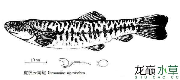 稀有原生鱼虎斑云南鳅虎纹云南鳅 虎鱼百科 第2张
