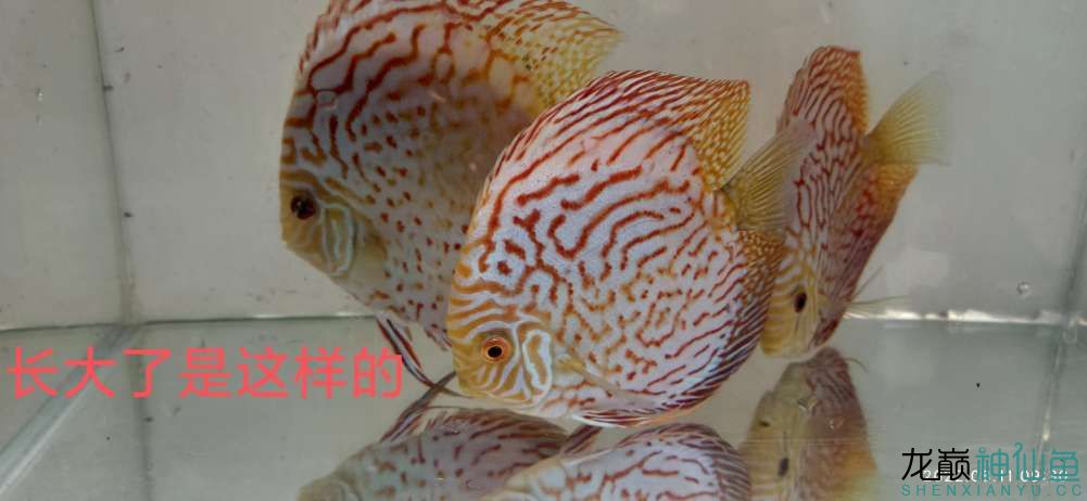 廣東佛山七彩神仙魚710虎紋鴿子自家繁殖