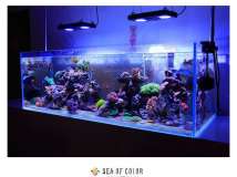 欲望的旗帜 LPS SPS REEFTANK