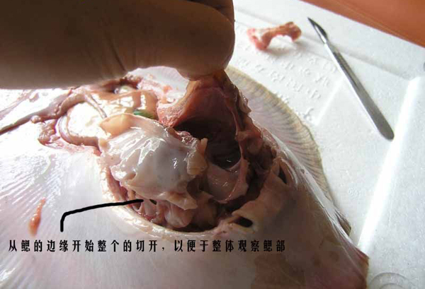 魟鱼生理解剖—腮